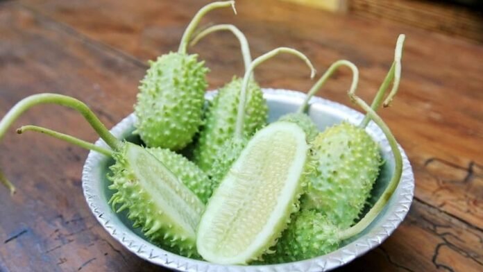 Benefícios do maxixe e como preparar o vegetal esquecido
