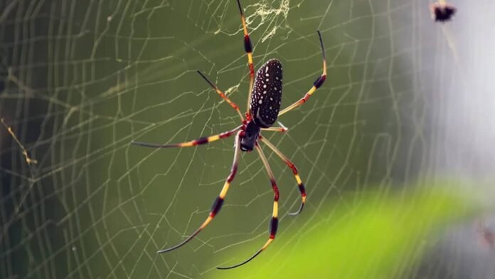 Plantas que deixam sua casa livre de aranhas: hortelã, lavanda e eucalipto